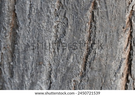 The picture of dry skin of a tree. Beautiful bark pattern background image.