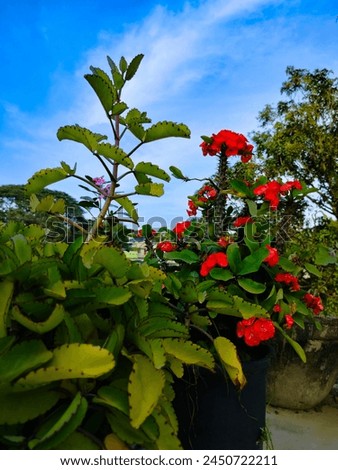 Most beautiful flowers picture of the world,A Euphorbia mili plant bears many red flowers
