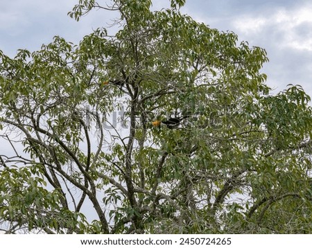 adult toco toucans of the species Ramphastos toco