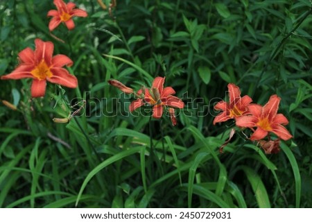 Orange day lily (Hemerocallis) beside an old country road. Day lilies are rugged, adaptable, vigorous perennials and comes in a variety of colors Royalty-Free Stock Photo #2450729031