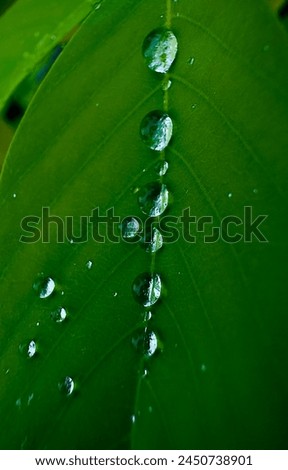 Water drops on green leaves.