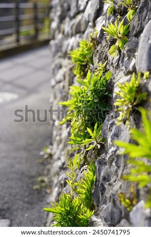 small green plants growing on a stone wall