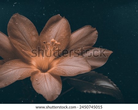 Macro shot of beautiful flower with leaf isolated on black background.
