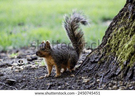 A squirrel with a bushy tail Royalty-Free Stock Photo #2450745451