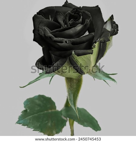 A Rear Picture of Black Rose with Natural Green Leaves Background | Black Rose | Rear Black Rose . Modern, minimal romance: Fresh red roses on a dark background . Ideal for weddings . Black rose