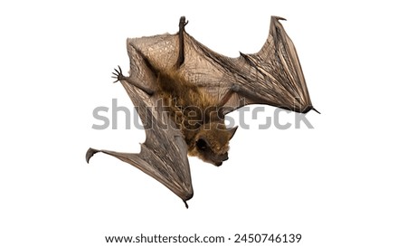 3D digital render of a flying fox isolated on white background with clipping path