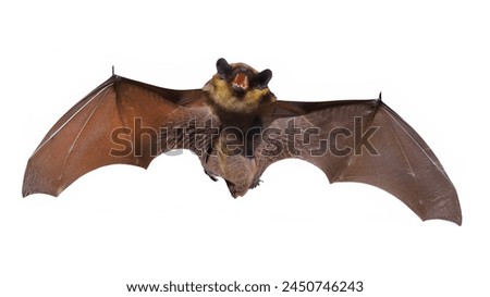 Bat isolated on white background. Clipping path included in the file.