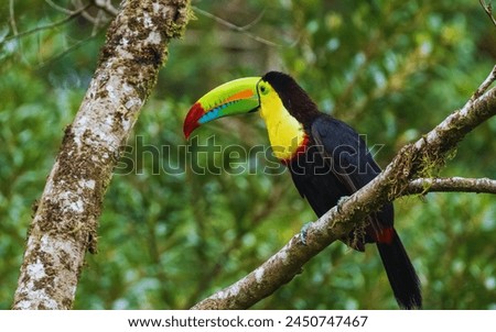 Keel Billed Toucan is Sitting on the Tree