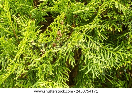 Green branches of thuja, spring landscape. Green background, Spring photo.