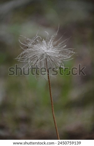 Anemone Pulsatilla chinensis Ranunculaceae Wild Flower Royalty-Free Stock Photo #2450759139