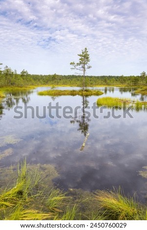 Viru bogs at Lahemaa national park. Must see place in Estonia Royalty-Free Stock Photo #2450760029