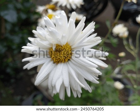 Bellis perennis is a European species commonly known as the daisy and is a species of plant in the family Asteraceae, often considered the archetypal species of that name. Royalty-Free Stock Photo #2450764205