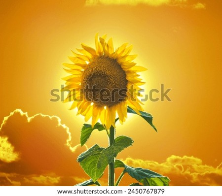 yellow flowers field, yellow flower background, sunny field, sun flower vector, sun flare, sun flower, yellow background, sunflower background, sunflower seeds, sunflower field, sunflower 