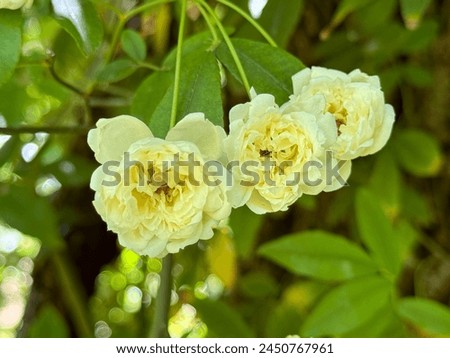 Known as Rosa banksiae Lutea, yellow rose.  Royalty-Free Stock Photo #2450767961