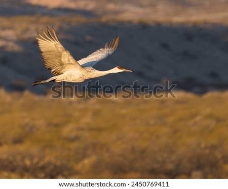 A  Sandhill Cranes flies over Bosque del Apache National Wildlife Refuge, New Mexico. Royalty-Free Stock Photo #2450769411