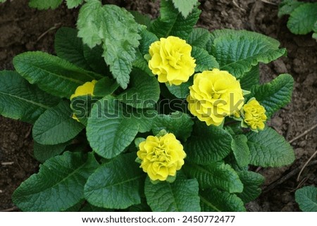 Primula flowers, varieties: Belarina Goldie, growing in the garden at the beginning of spring. Royalty-Free Stock Photo #2450772477