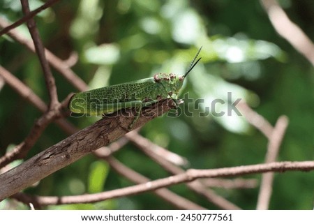 Locust grasshopper kenya insect picture green closeup