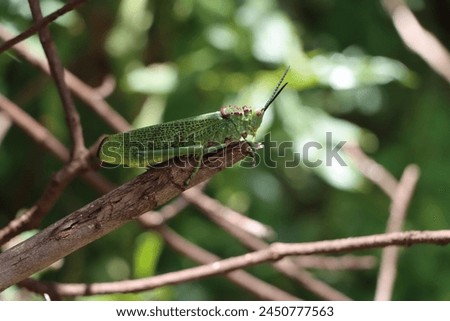Locust grasshopper kenya insect picture green closeup