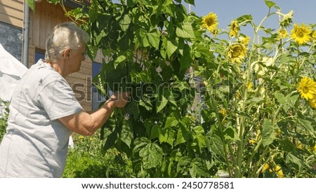 CLOSE UP: An elderly gardener harvesting ripe pods of green beans in the vegetable garden. Old lady is handpicking fresh homegrown veggies of seasonal production, grown in a natural and organic way. Royalty-Free Stock Photo #2450778581
