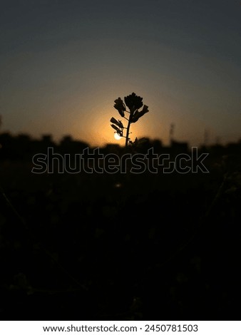 Flower and background Sunset view its beautiful