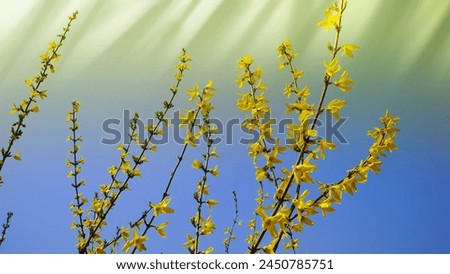 Golden Bloom, Spring Radiance, Forsythia Delight, Yellow Bliss, Vibrant Spring, Forsythia in Bloom, Burst of Yellow, Spring Awakening, Sunshine Blossoms, Early Spring Gold