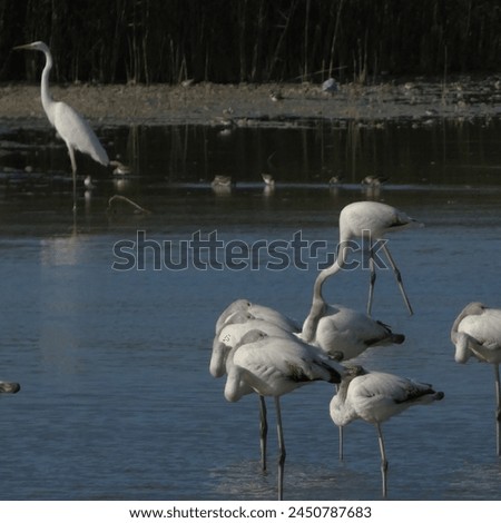 Flamingos and Water Fowl in the Water At the Pond in the Park Royalty-Free Stock Photo #2450787683