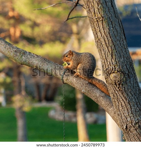 A squirrel sits on a tree branch and nibbles on an apple core.