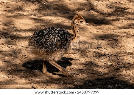 Picture of a beautiful little ostrich baby walking