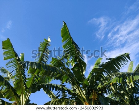 Banana trees with a bright sky background Royalty-Free Stock Photo #2450802993