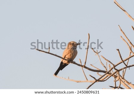 Horizontal picture of a bird on a branch in soft hues with a blue background. South African brown bird sitting on a tree in the warm colours of a sunset during a safari. Space for text. 