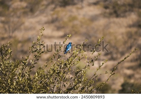 A shining blue bird on a branch in nature. Wildlife in the African bush during a safari. Horizontal picture with brown warm hues of a small blue bird with space for text. 