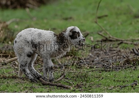 Image of Drenthe Heath's European lamb screaming at his mother and looking to the right