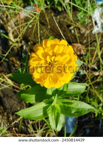 paper flower or Zinnia elegans is one of the most famous annual flowering plants from the genus zinia Royalty-Free Stock Photo #2450814439