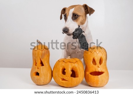 Jack Russell Terrier dog holding a bat next to three jack-o-lanterns on a white background.