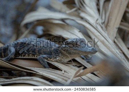 american alligator lying on dried leaves