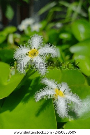Nymphoides indica is an aquatic plant in the Menyanthaceae native to tropical regions throughout the world. It is sometimes cultivated, and has become a minor weed in Florida. Royalty-Free Stock Photo #2450838509