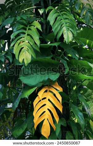 Monstera plant growing by climbing up on the tree trunk, image for mobile phone screen, display, wallpaper, screensaver, lock screen and home screen or background