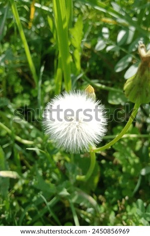 The beautiful fluffy and wandering picture of Dandelion 