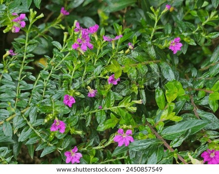 Cuphea hyssopifolia, false heather, Mexican heather, Hawaiian heather or fairy herb, is a small evergreen shrub native to Mexico, Guatemala, and Honduras Royalty-Free Stock Photo #2450857549