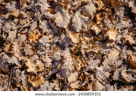 Fallen oak leaves after autumn, in an oak grove in Catalonia (SPAIN) Royalty-Free Stock Photo #2450859351