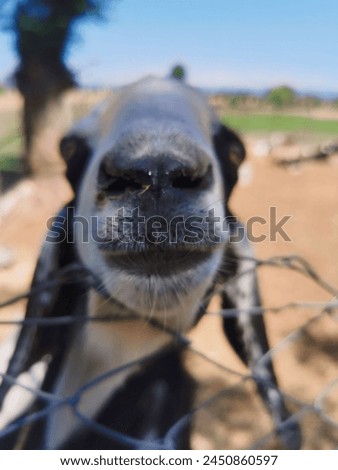 Picture of the face of a beautiful goat|goat want to make fun|goat want to make fun then i capture it 