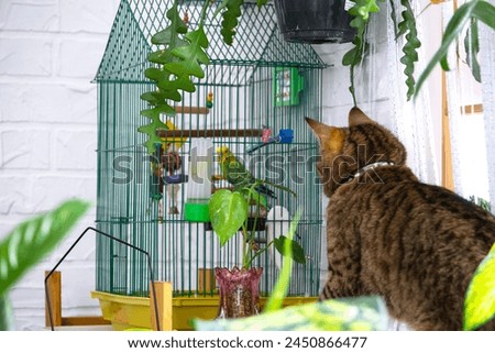 A domestic cat hunts a budgie in a cage. The relationship of pets, a cat and a parrot, danger, stress and friendship. Royalty-Free Stock Photo #2450866477