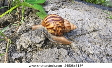 a slimy snail ( Lissachatina fulica) walking on a rock. snail shell is brown like a batik motif Royalty-Free Stock Photo #2450868189