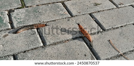 Two Land Slug on the paving slab, Class : Gastropoda, Phylum : Mollusca Royalty-Free Stock Photo #2450870537