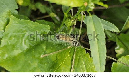 Spilosoma obliqua, the jute hairy caterpillar or Bihar hairy caterpillar, is a moth of the family Erebidae on the green leaf. 
