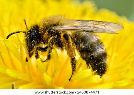 closeup bees with flover picture, Poland 2024