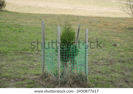 Thuja seedlings are planted on the lawn and covered with a net. High quality photo