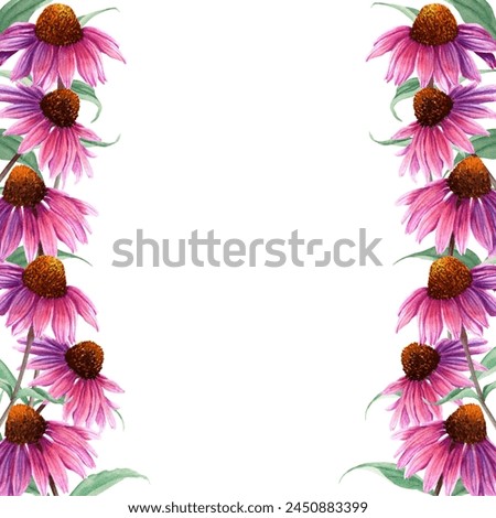 Watercolor frame with herb flower Coneflower, Echinacea. Hand drawn botanical watercolor illustration isolated on white background. For clip art greeting cards invitation label package