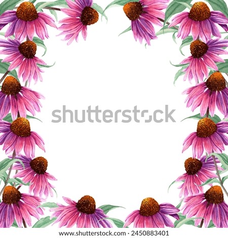 Watercolor square frame with herb flower Coneflower, Echinacea. Hand drawn botanical watercolor illustration isolated on white background. For clip art greeting cards invitation label package