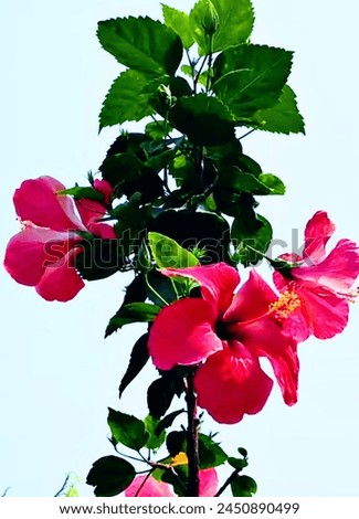 shoe black plant ,a beautiful picture of pink colour flower plant 